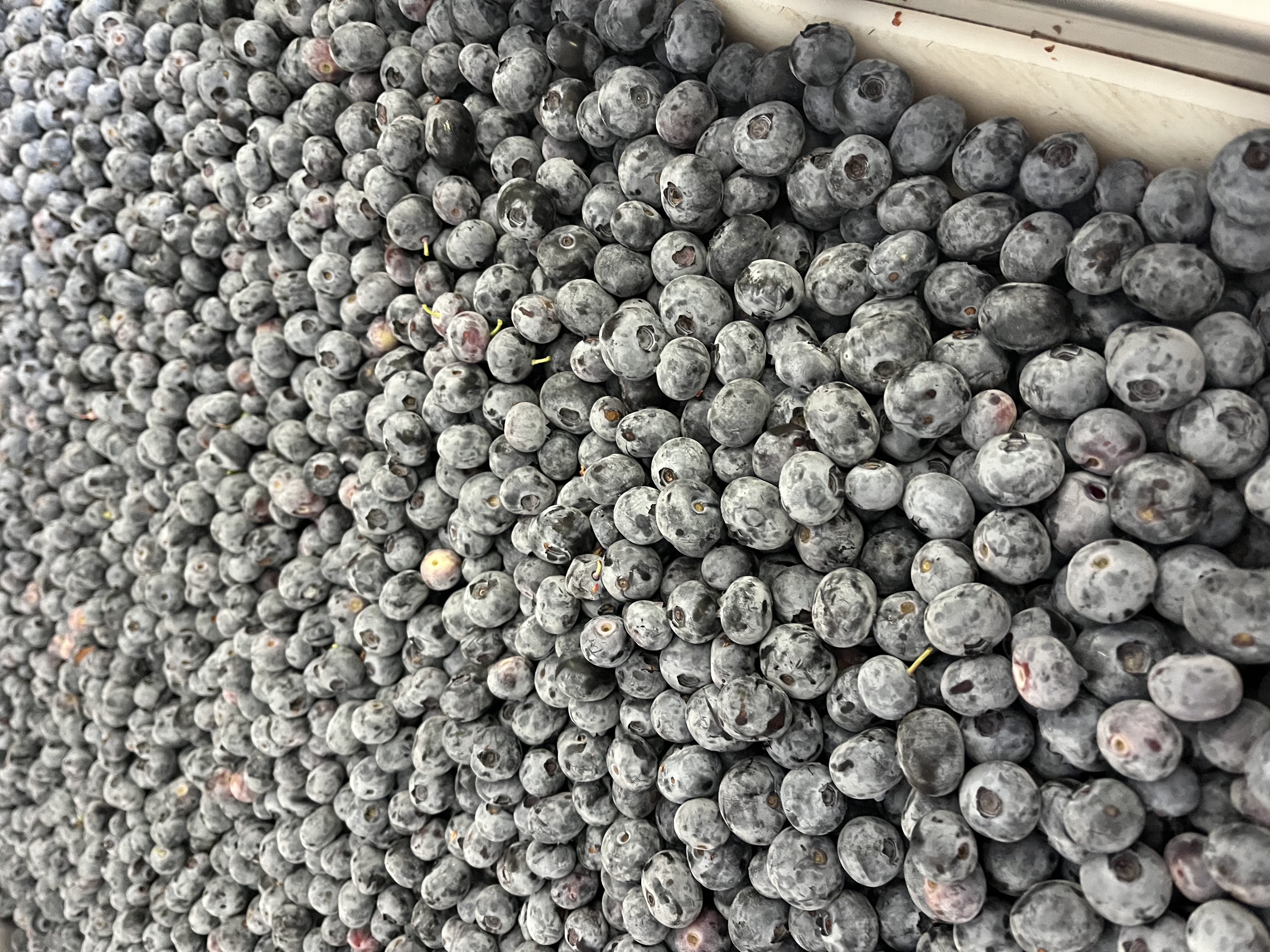 Freshly harvested blueberries